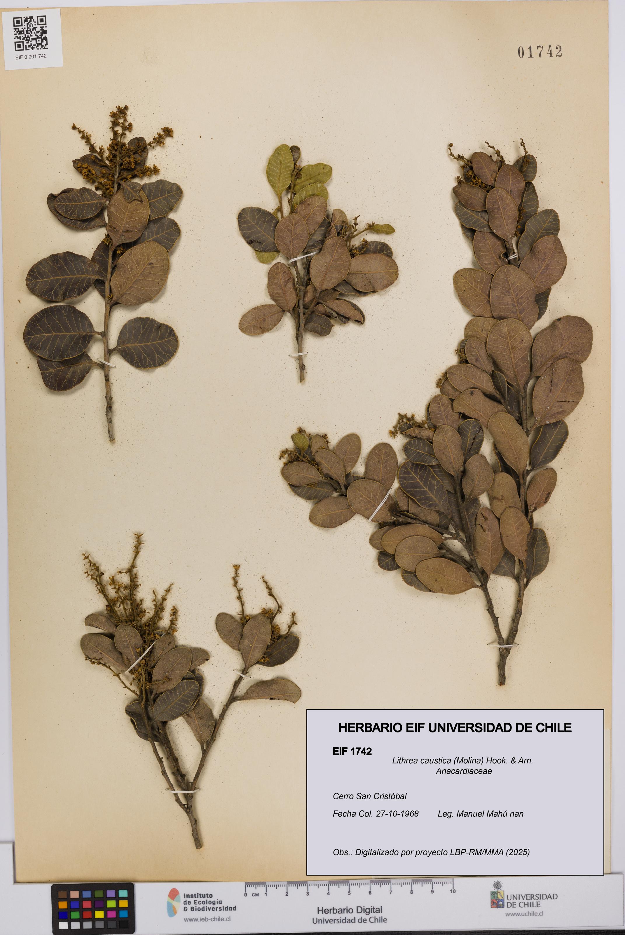 Lithrea caustica [Espécimen: UCH:EIF:0001742]