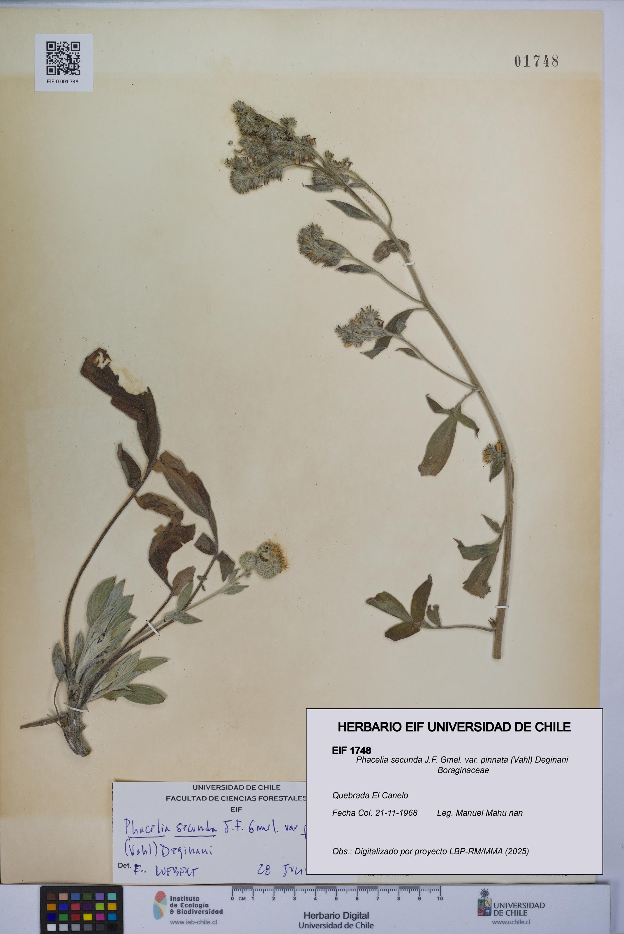 Phacelia secunda var. pinnata [Espécimen: UCH:EIF:0001748]