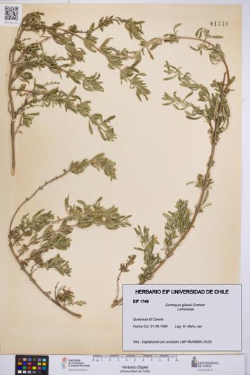 Gardoquia gilliesii [Espécimen: UCH:EIF:0001749]