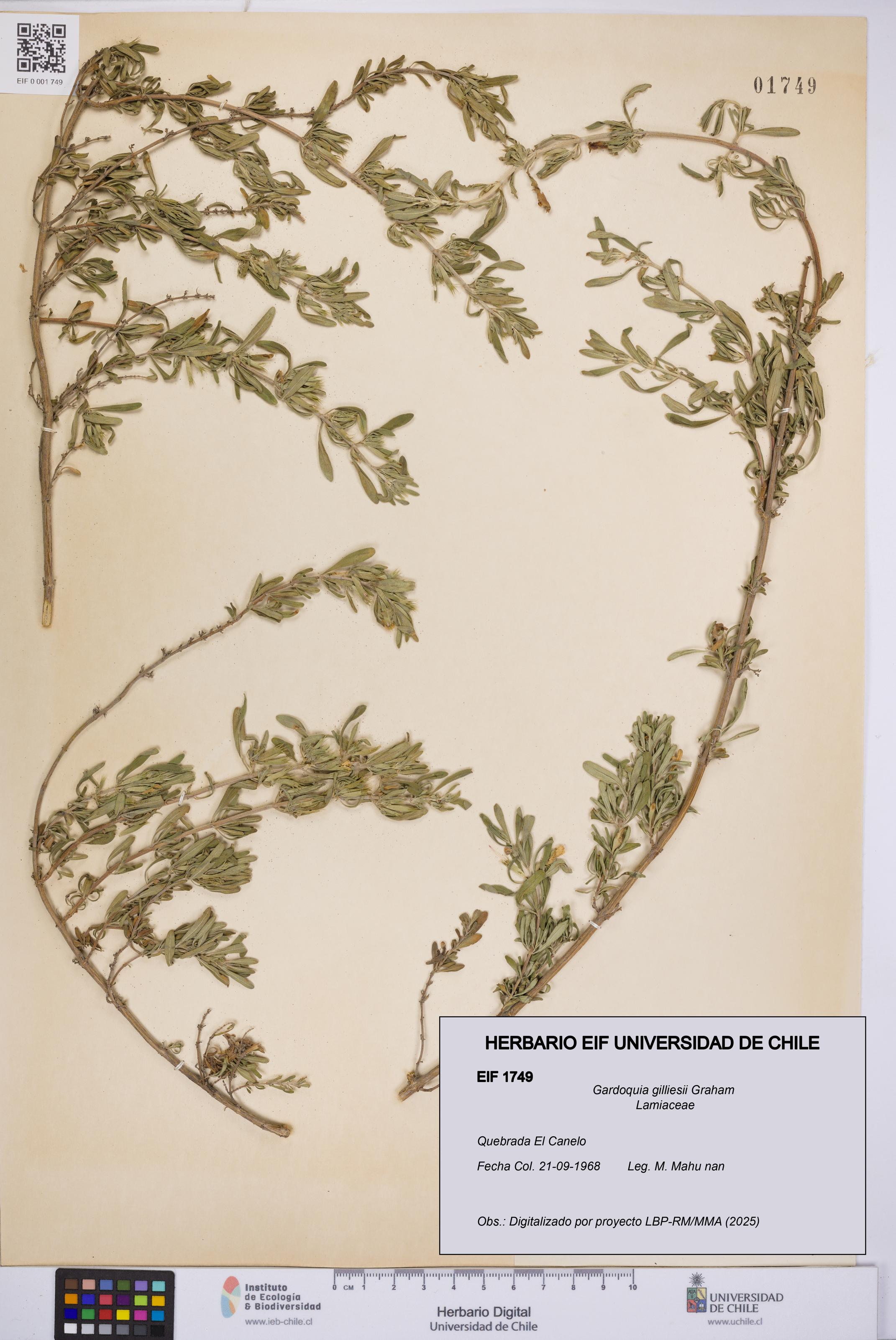 Gardoquia gilliesii [Espécimen: UCH:EIF:0001749]