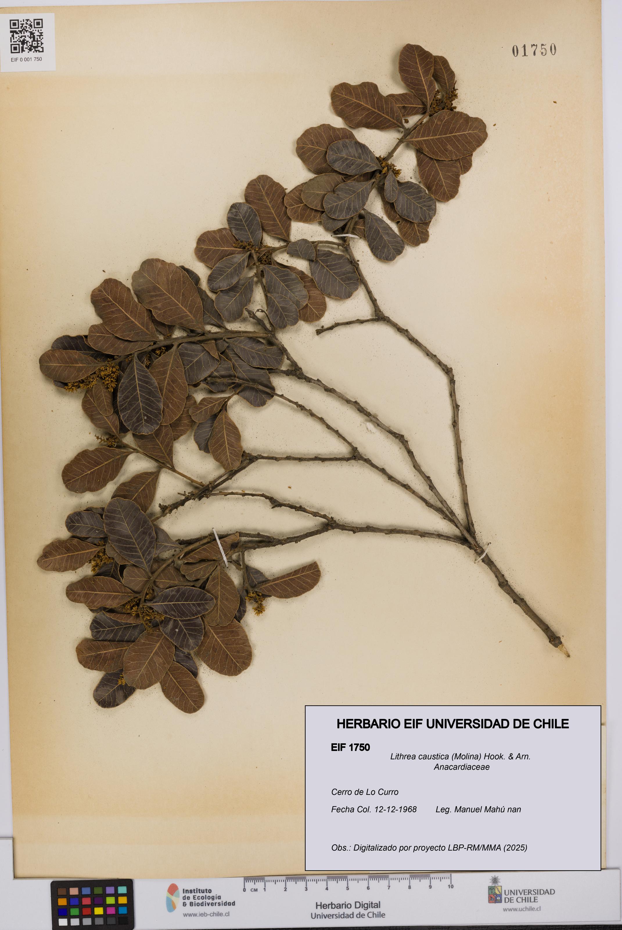 Lithrea caustica [Espécimen: UCH:EIF:0001750]