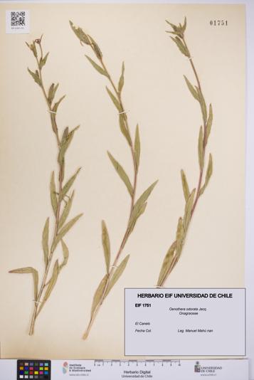Oenothera odorata [Espécimen: UCH:EIF:0001751]