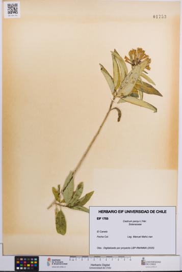Cestrum parqui [Espécimen: UCH:EIF:0001753]