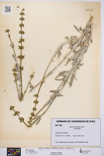 Stachys albicaulis [Espécimen: UCH:EIF:0001754]