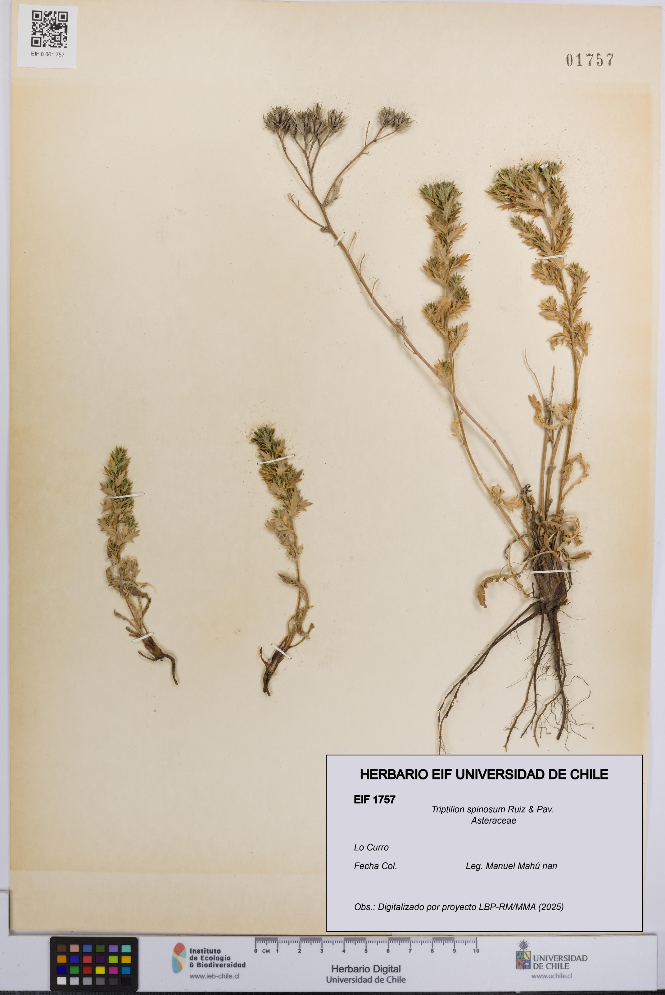 Triptilion spinosum [Espécimen: UCH:EIF:0001757]