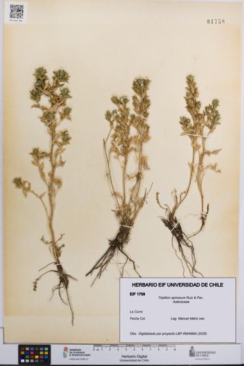 Triptilion spinosum [Espécimen: UCH:EIF:0001758]