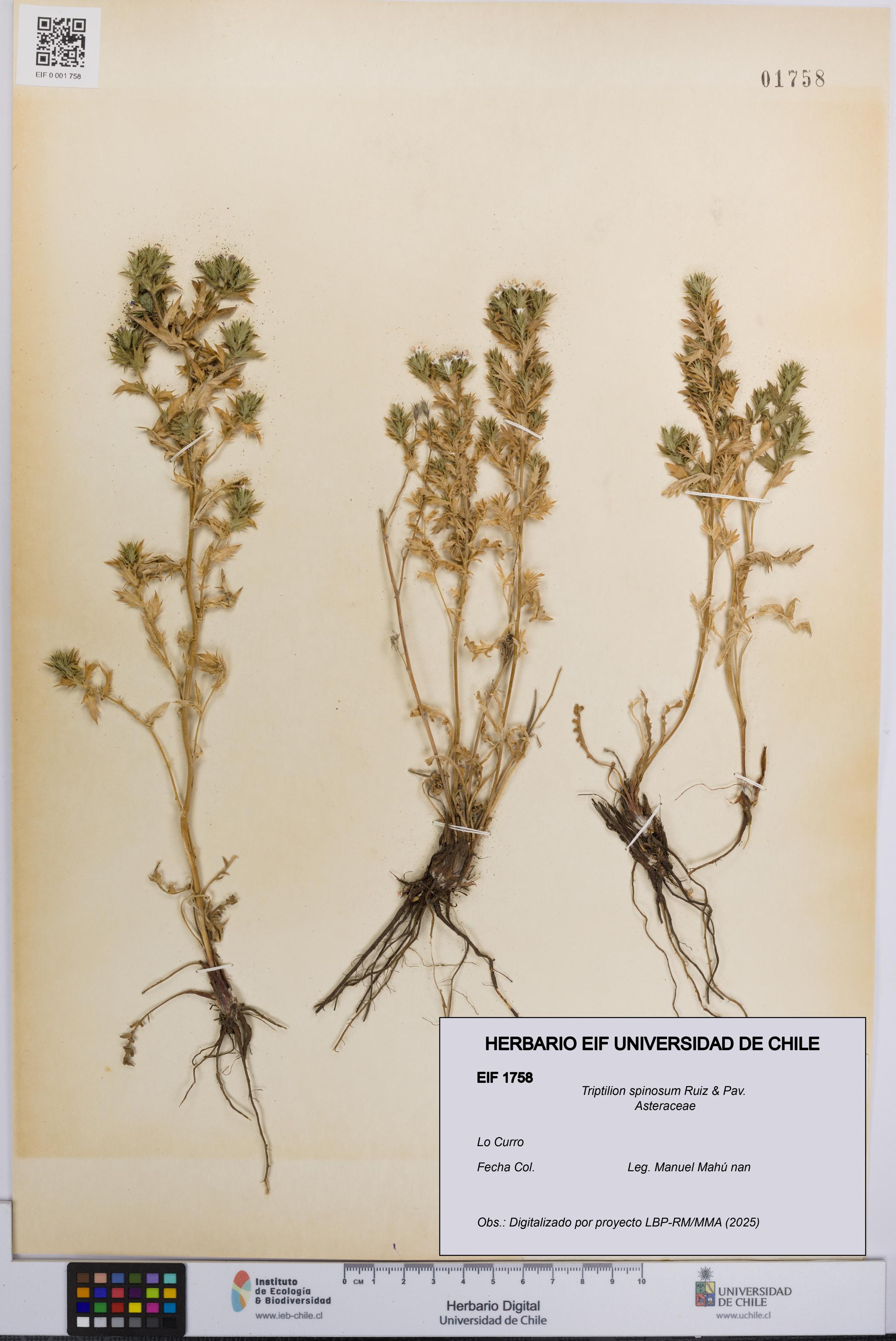 Triptilion spinosum [Espécimen: UCH:EIF:0001758]