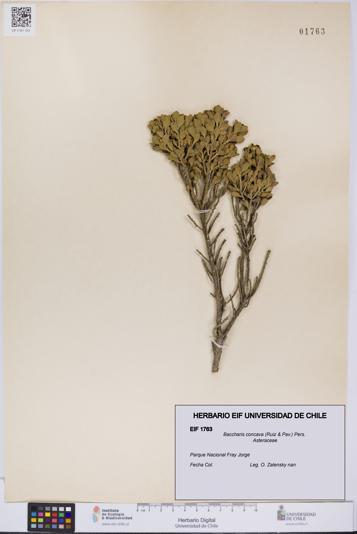 Baccharis concava [Espécimen: UCH:EIF:0001763]