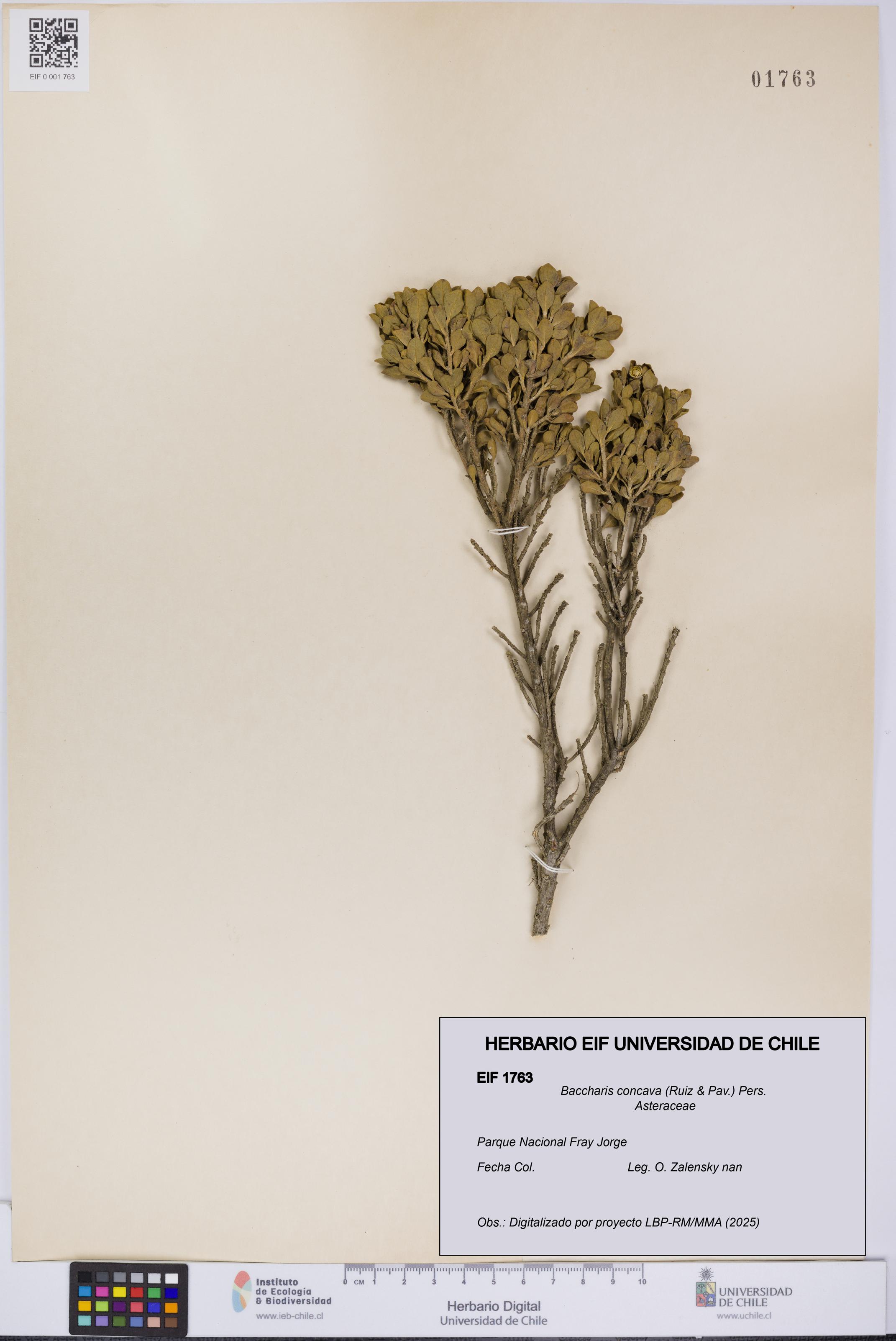 Baccharis concava [Espécimen: UCH:EIF:0001763]