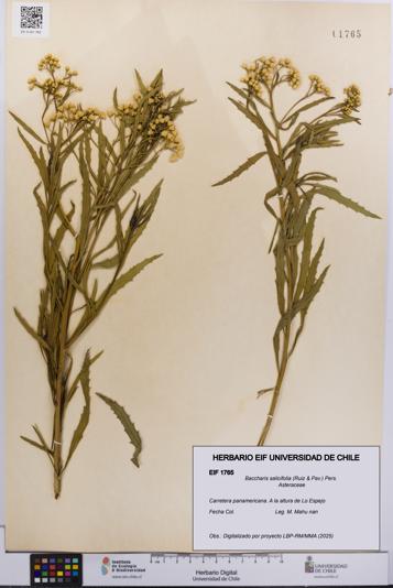 Baccharis salicifolia [Espécimen: UCH:EIF:0001765]