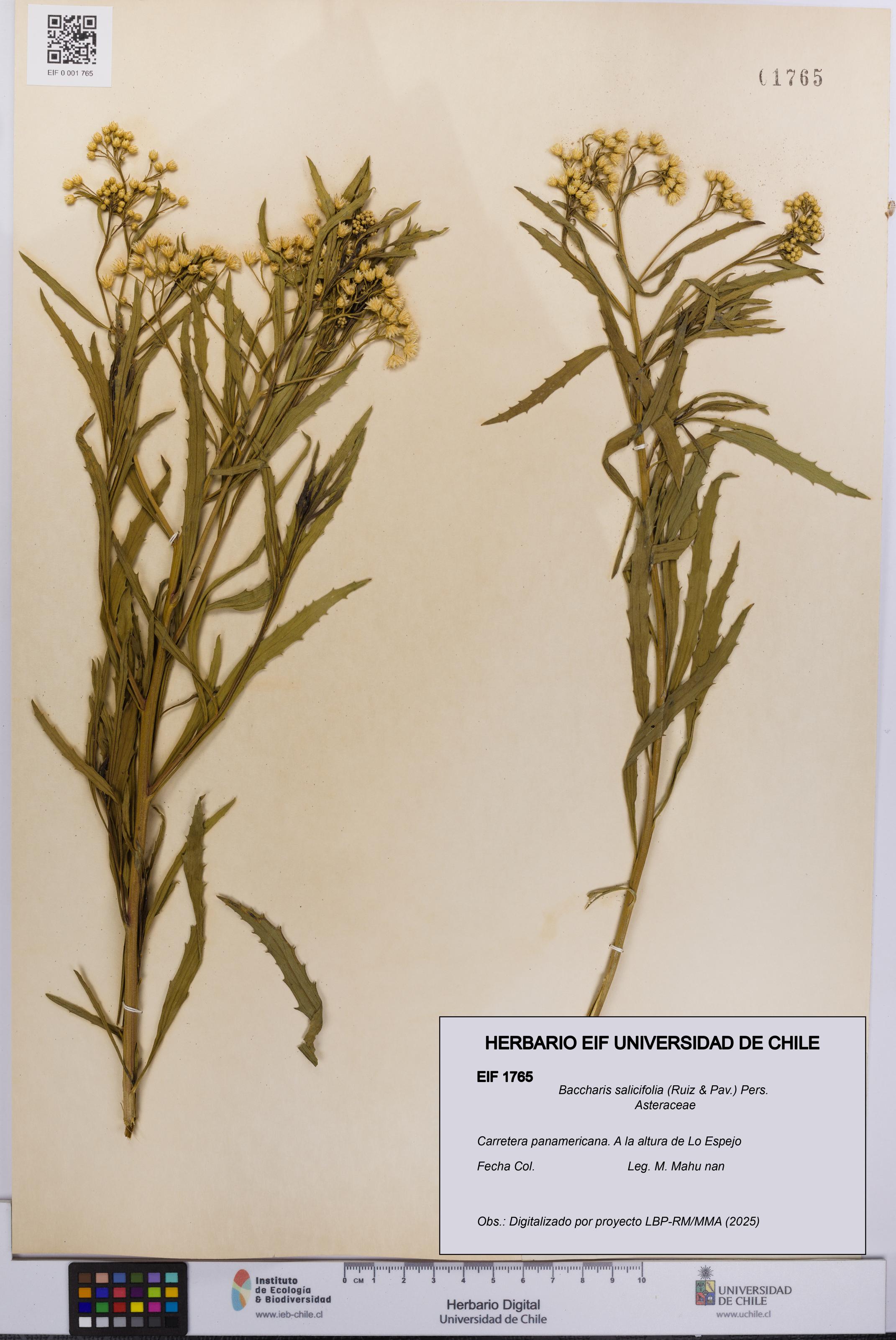 Baccharis salicifolia [Espécimen: UCH:EIF:0001765]