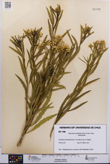 Baccharis salicifolia [Espécimen: UCH:EIF:0001766]