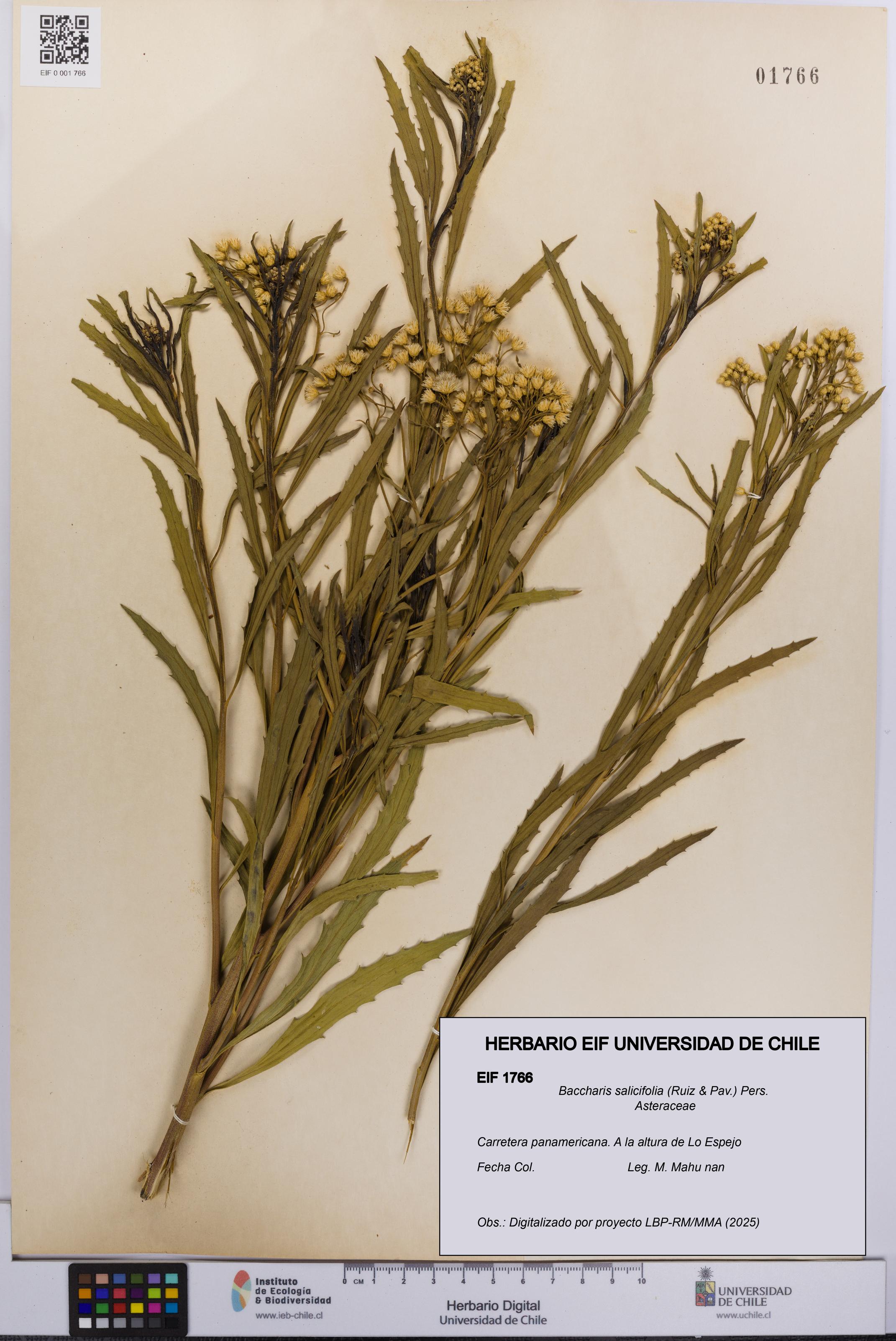 Baccharis salicifolia [Espécimen: UCH:EIF:0001766]