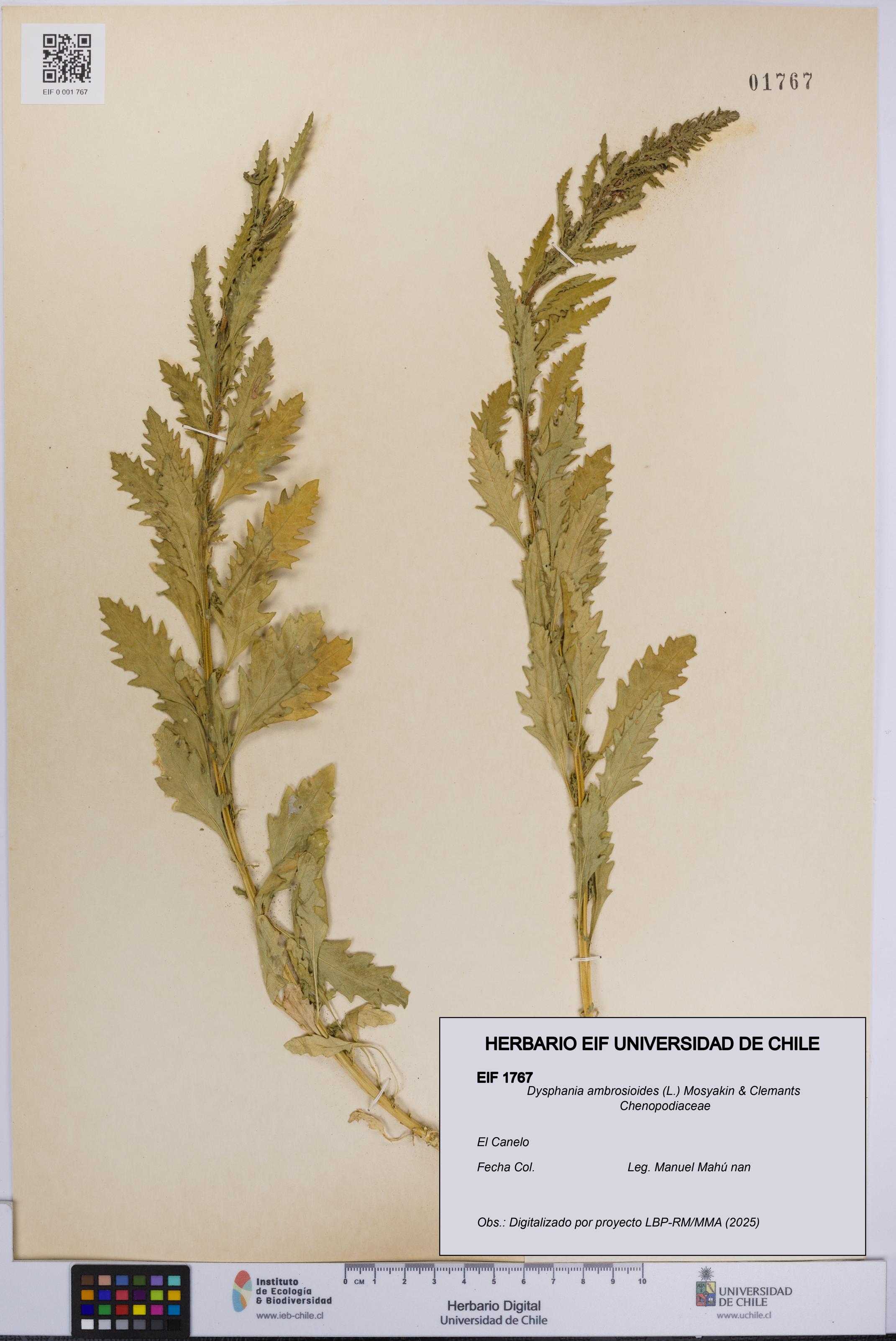 Dysphania ambrosioides [Espécimen: UCH:EIF:0001767]