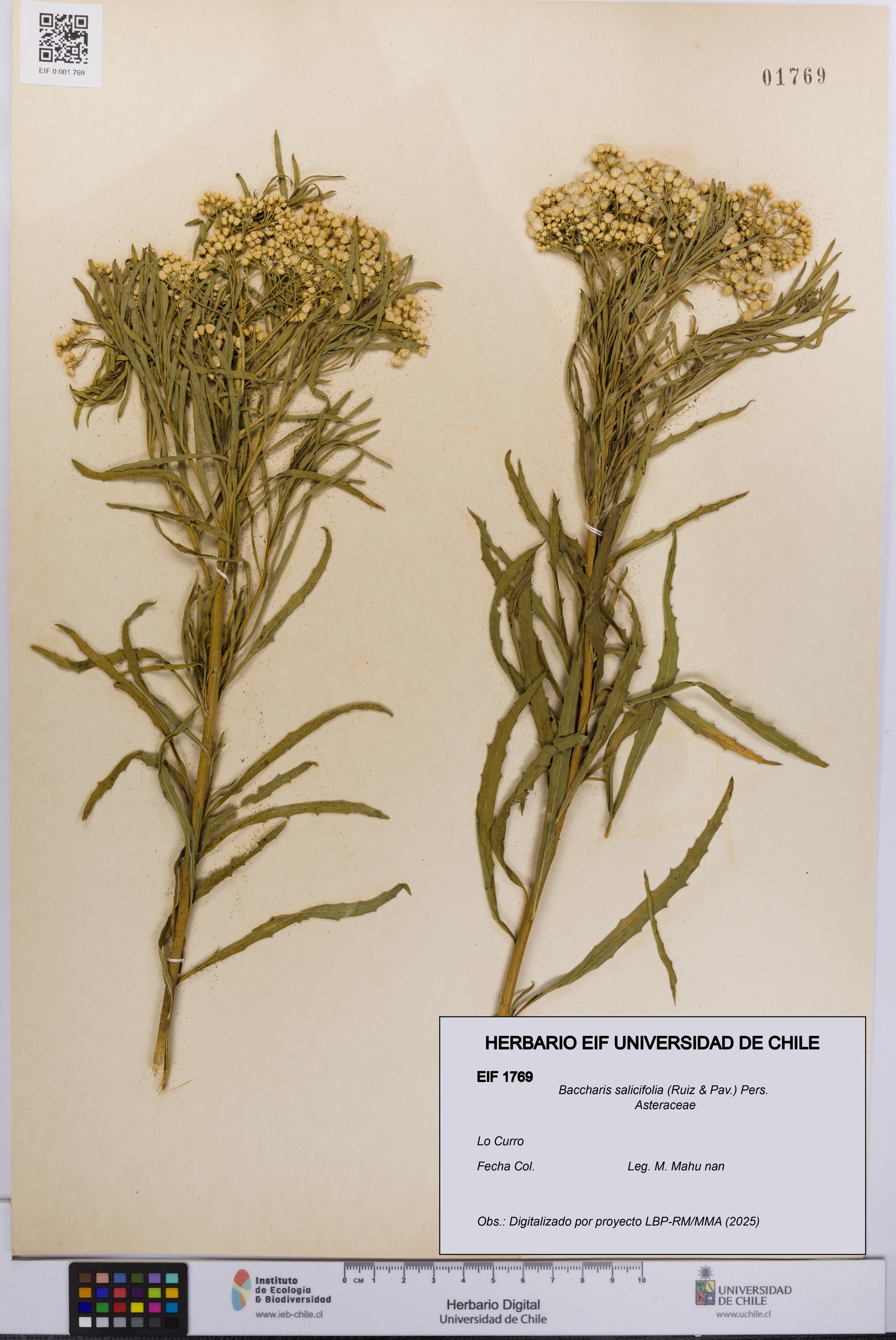 Baccharis salicifolia [Espécimen: UCH:EIF:0001769]