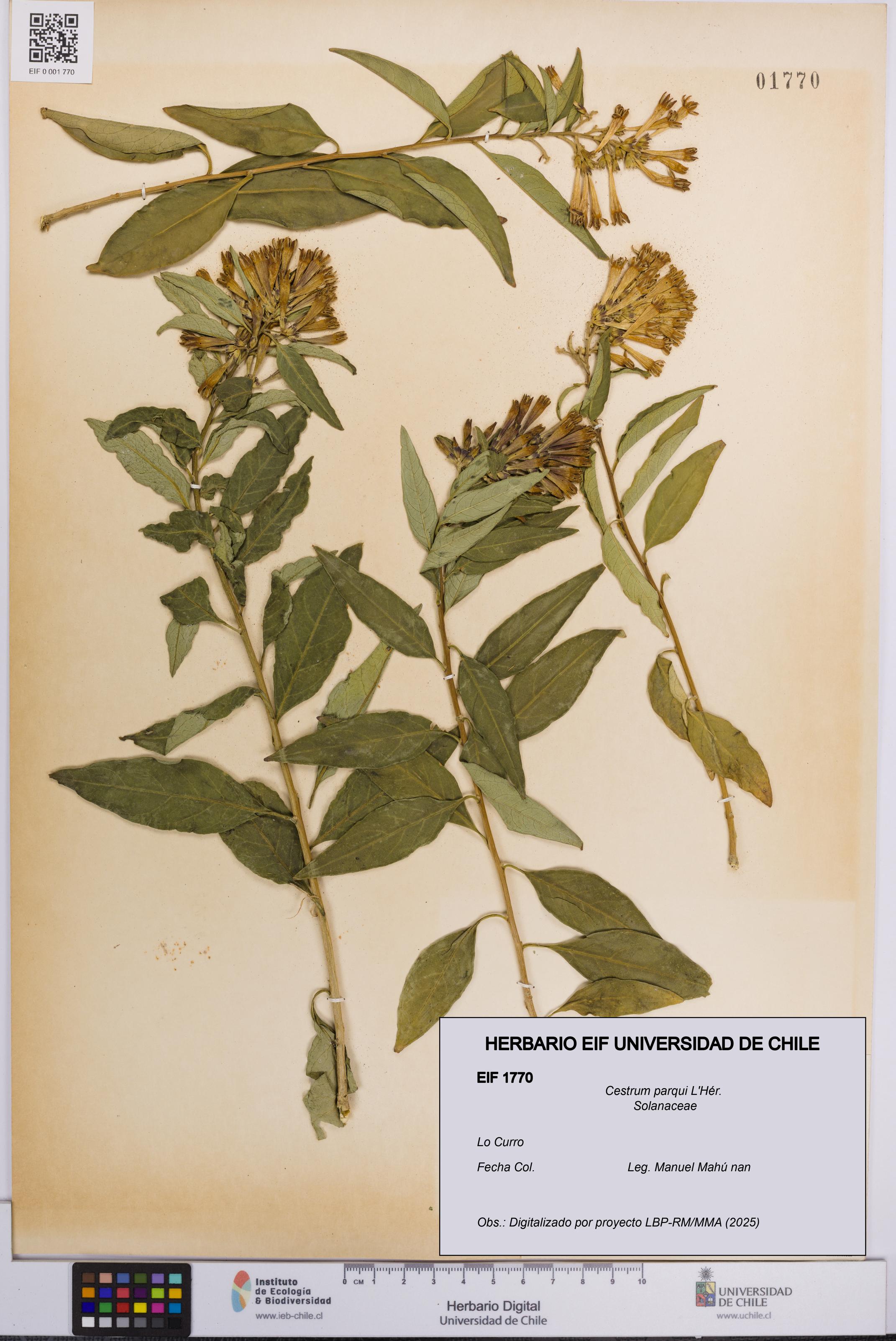 Cestrum parqui [Espécimen: UCH:EIF:0001770]