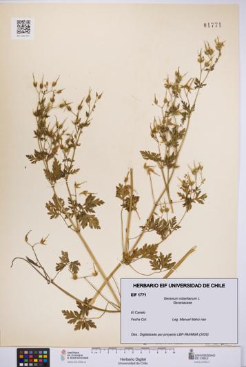 Geranium robertianum [Espécimen: UCH:EIF:0001771]