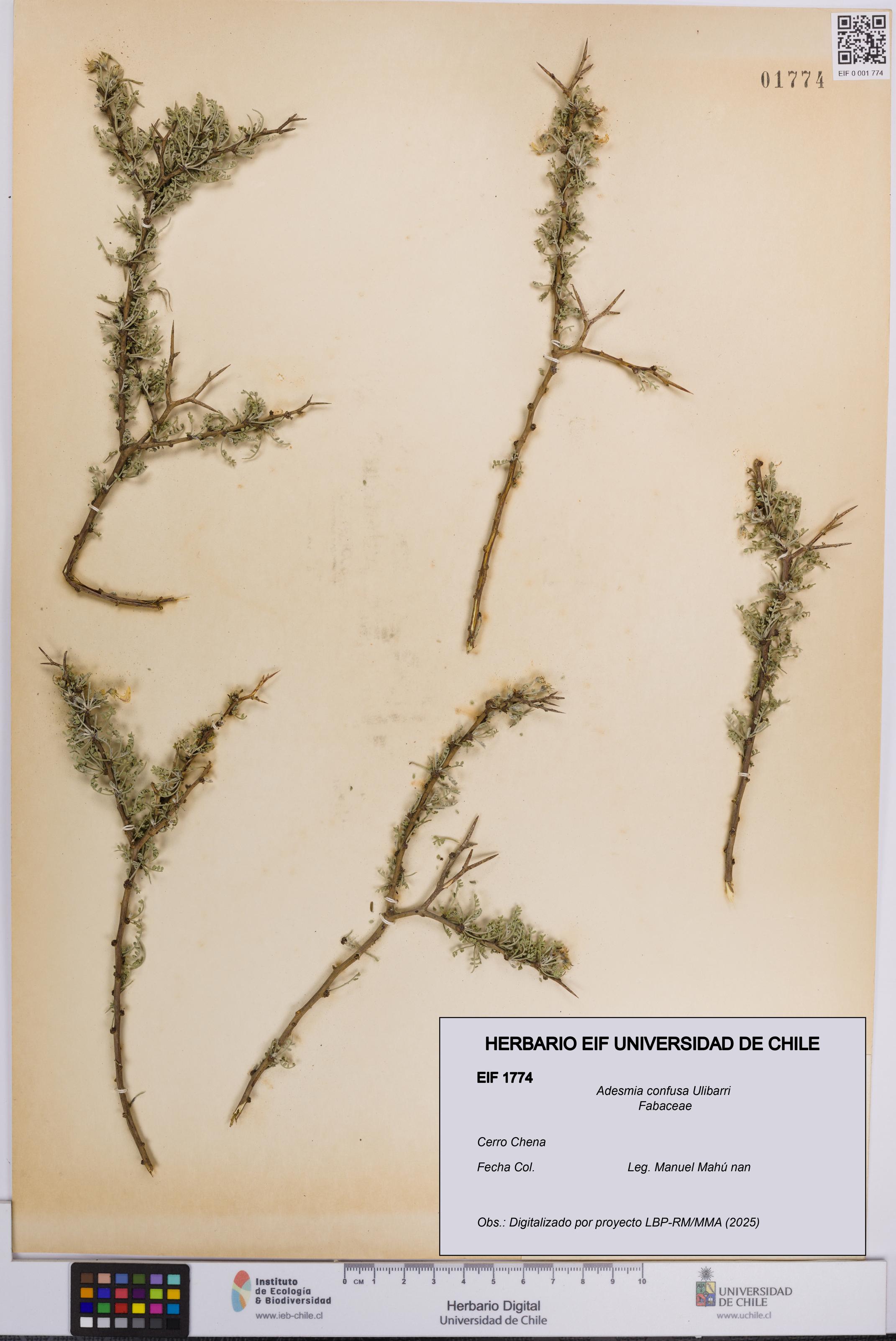 Adesmia confusa [Espécimen: UCH:EIF:0001774]