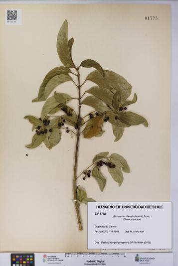 Aristotelia chilensis [Espécimen: UCH:EIF:0001775]