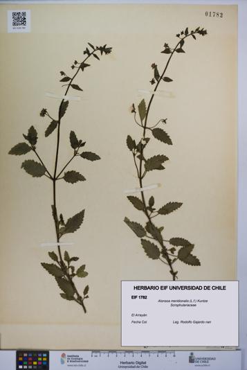 Alonsoa meridionalis [Espécimen: UCH:EIF:0001782]