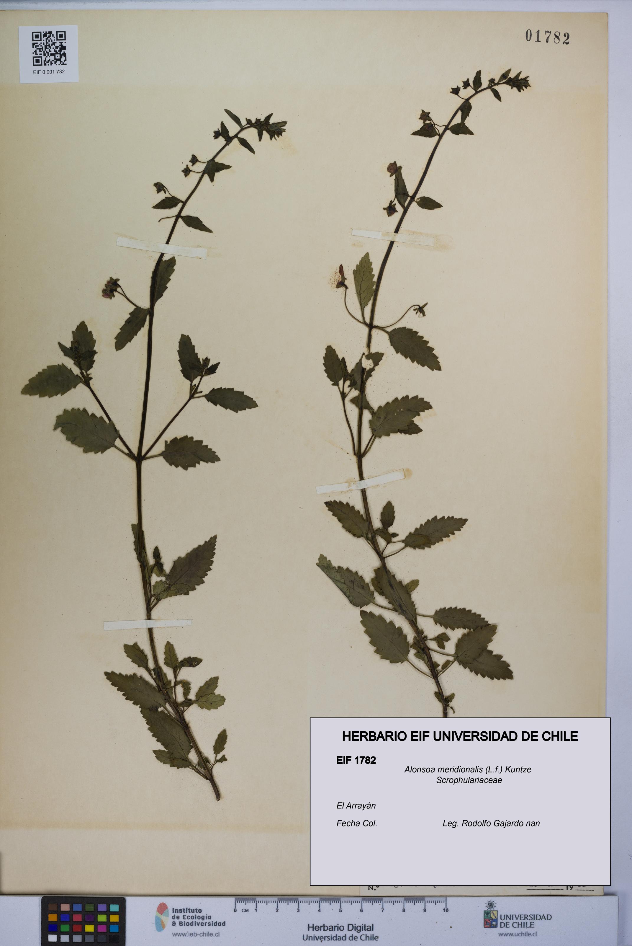 Alonsoa meridionalis [Espécimen: UCH:EIF:0001782]