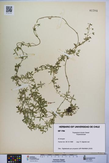 Tropaeolum tricolor [Espécimen: UCH:EIF:0001784]