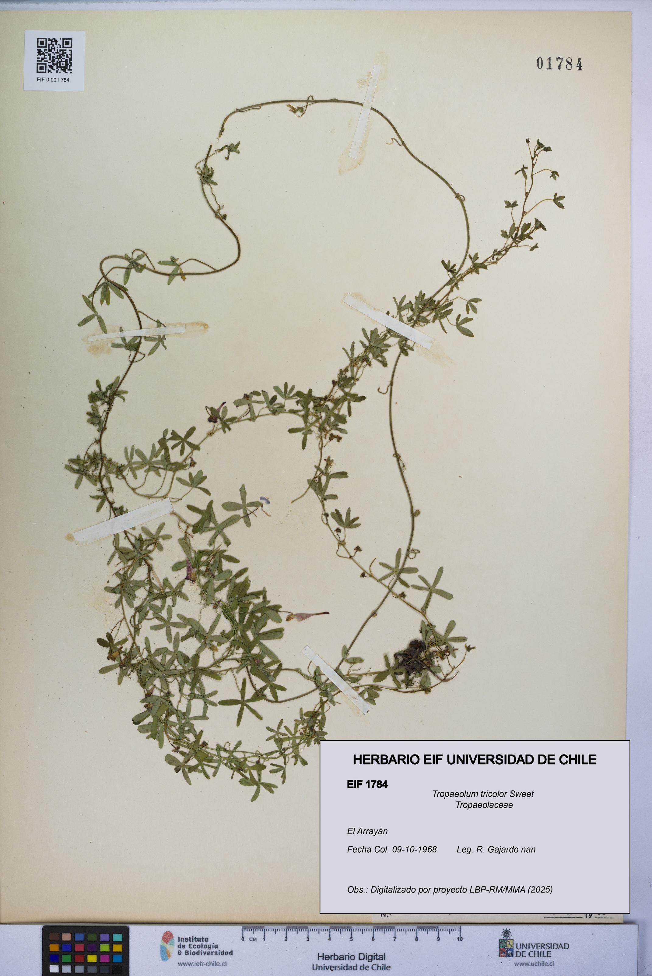 Tropaeolum tricolor [Espécimen: UCH:EIF:0001784]