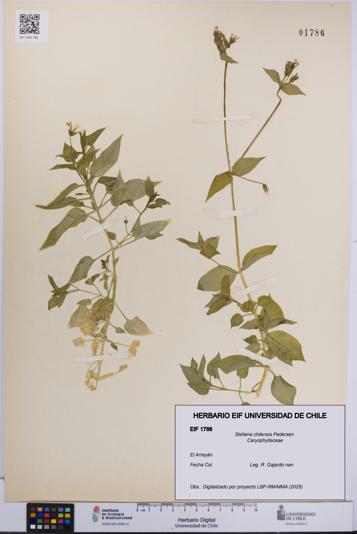 Stellaria chilensis [Espécimen: UCH:EIF:0001786]