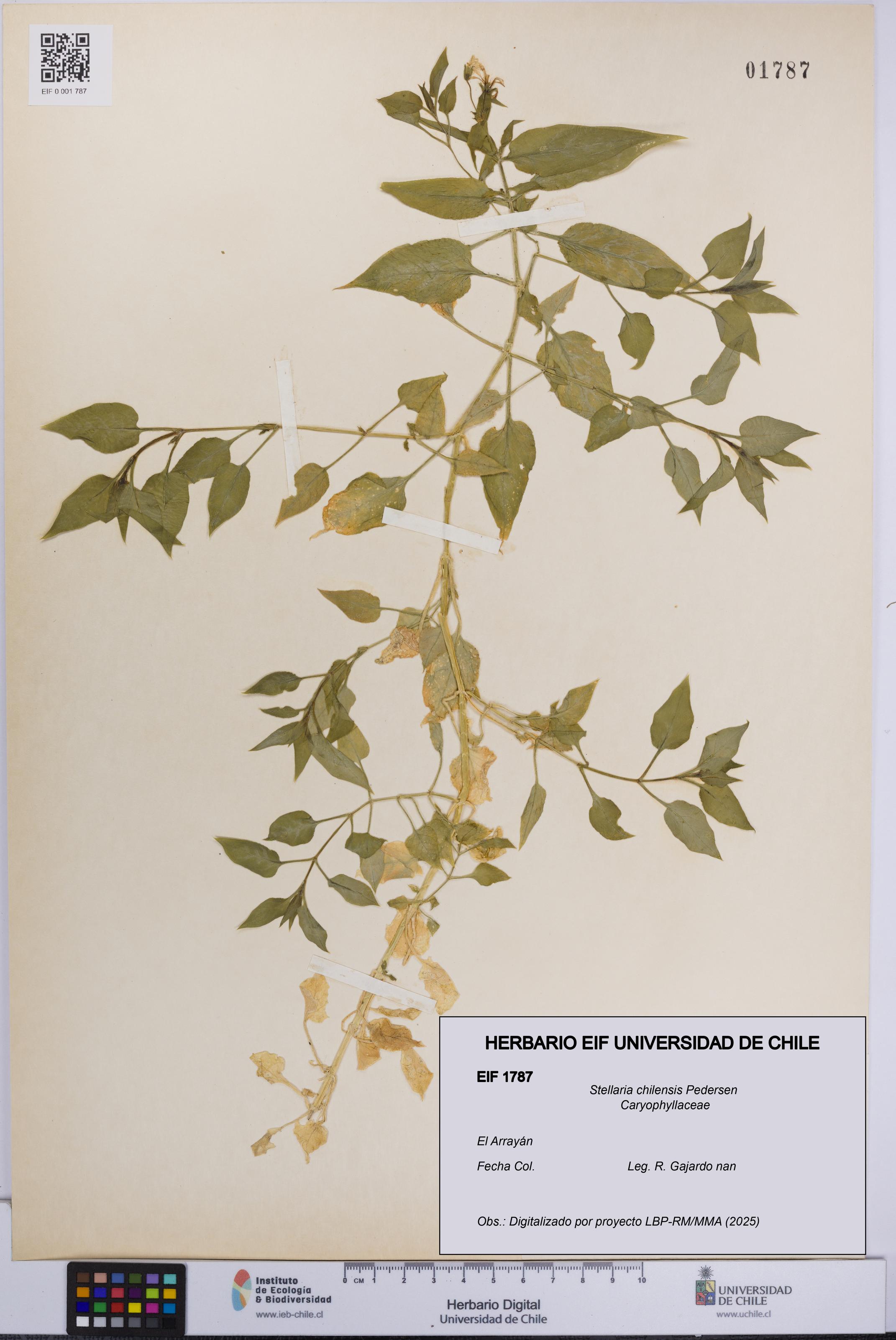 Stellaria chilensis [Espécimen: UCH:EIF:0001787]