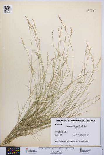 Nassella chilensis [Espécimen: UCH:EIF:0001792]