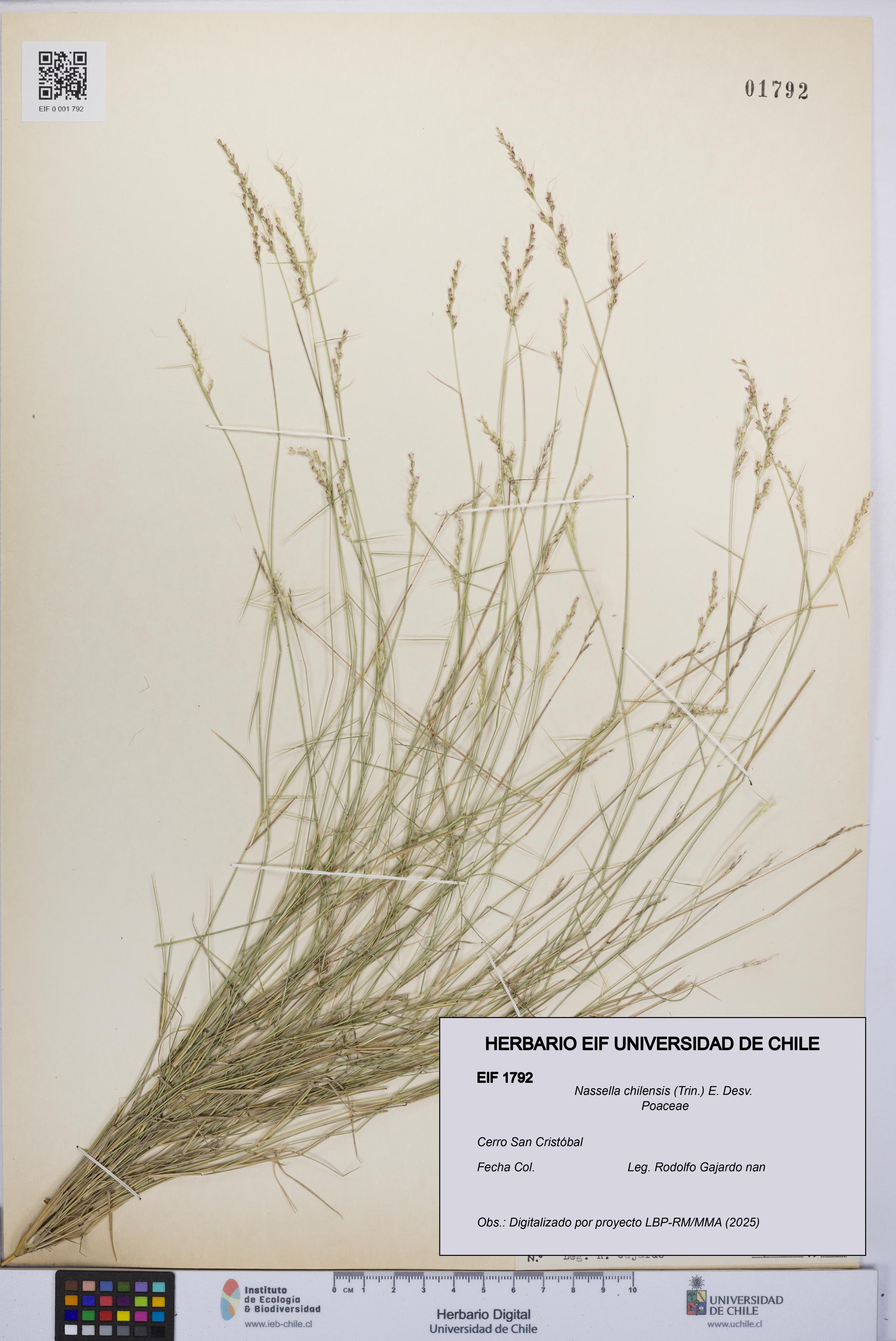 Nassella chilensis [Espécimen: UCH:EIF:0001792]