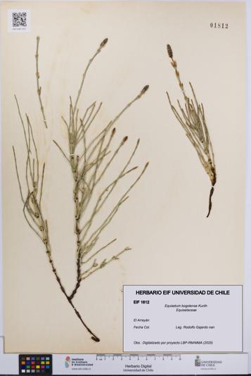 Equisetum bogotense [Espécimen: UCH:EIF:0001812]