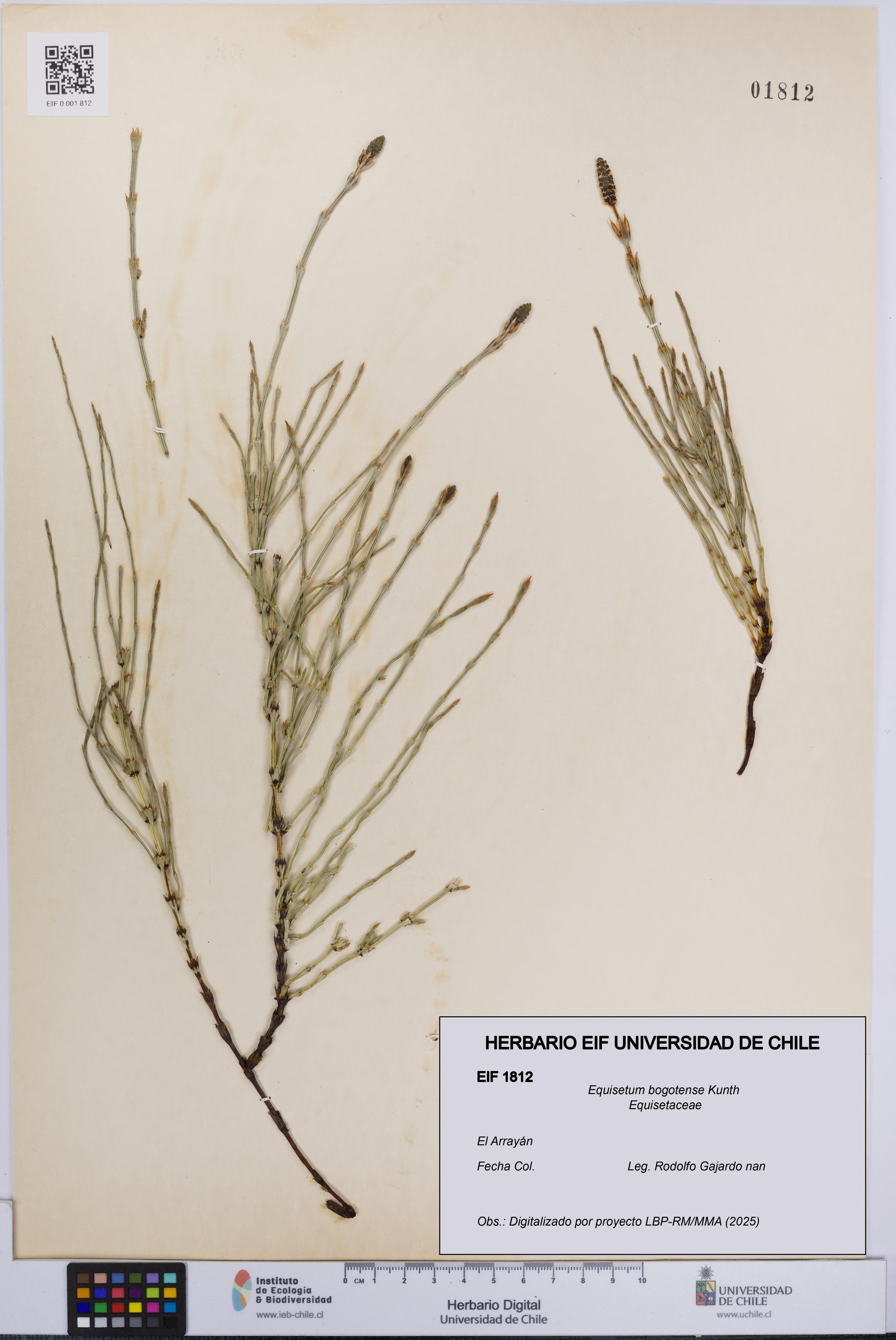 Equisetum bogotense [Espécimen: UCH:EIF:0001812]