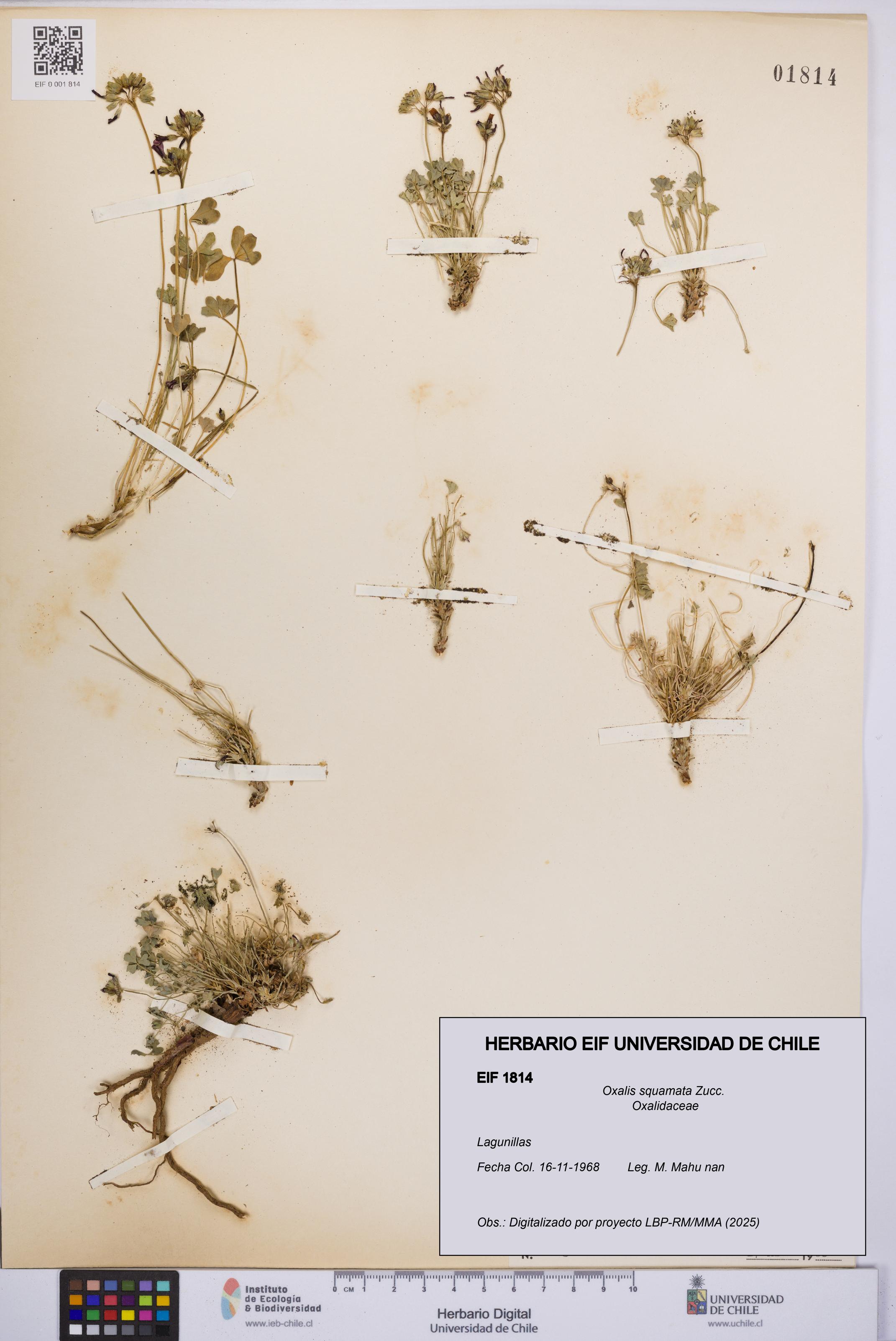 Oxalis squamata [Espécimen: UCH:EIF:0001814]