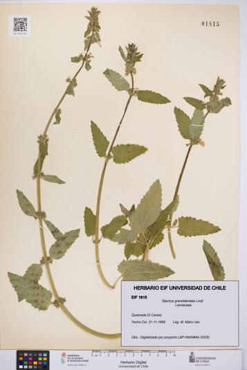 Stachys grandidentata [Espécimen: UCH:EIF:0001815]