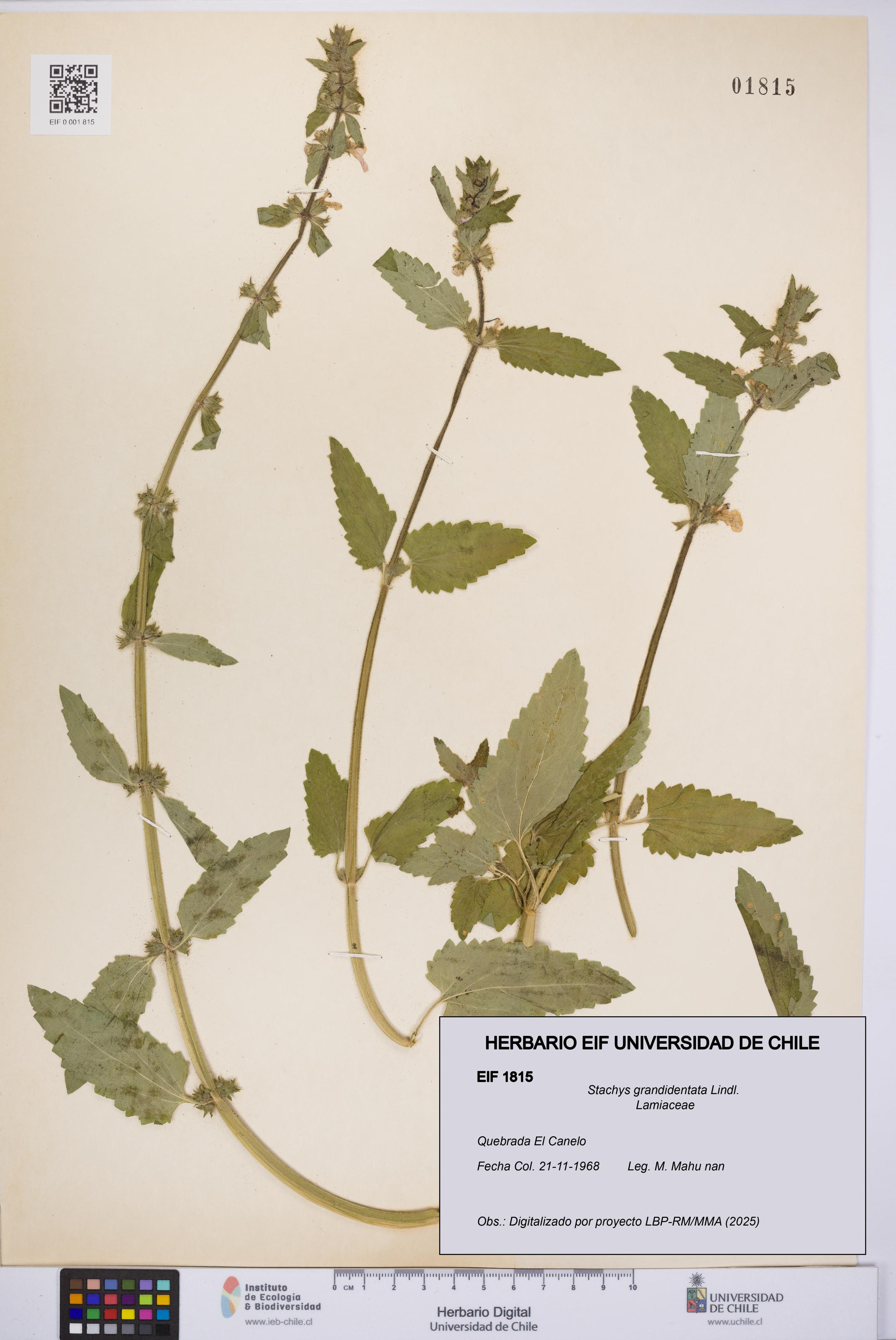 Stachys grandidentata [Espécimen: UCH:EIF:0001815]
