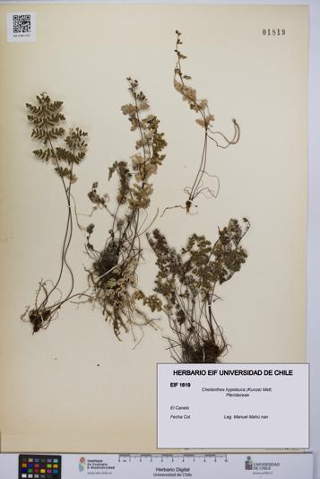 Cheilanthes hypoleuca [Espécimen: UCH:EIF:0001819]