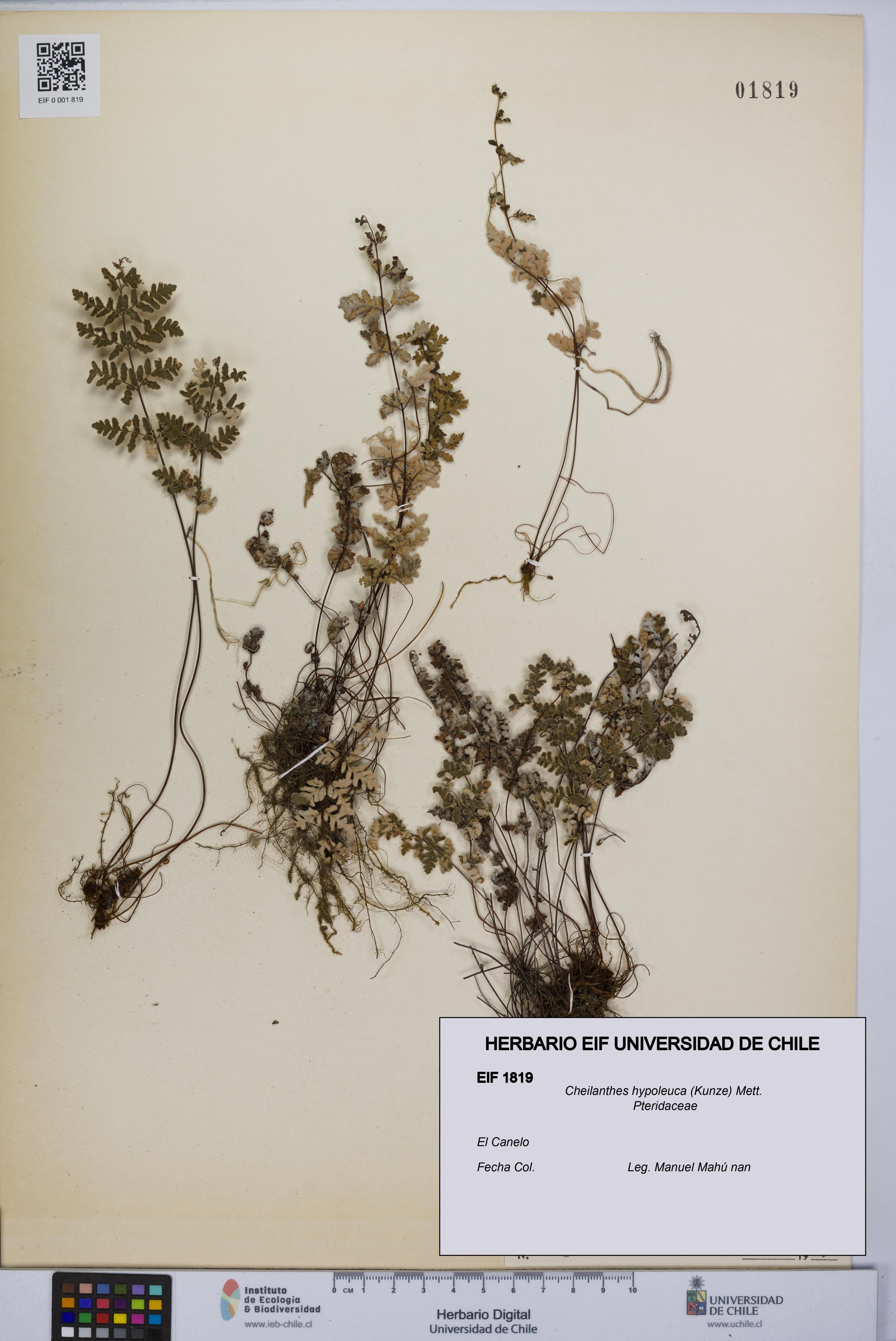 Cheilanthes hypoleuca [Espécimen: UCH:EIF:0001819]