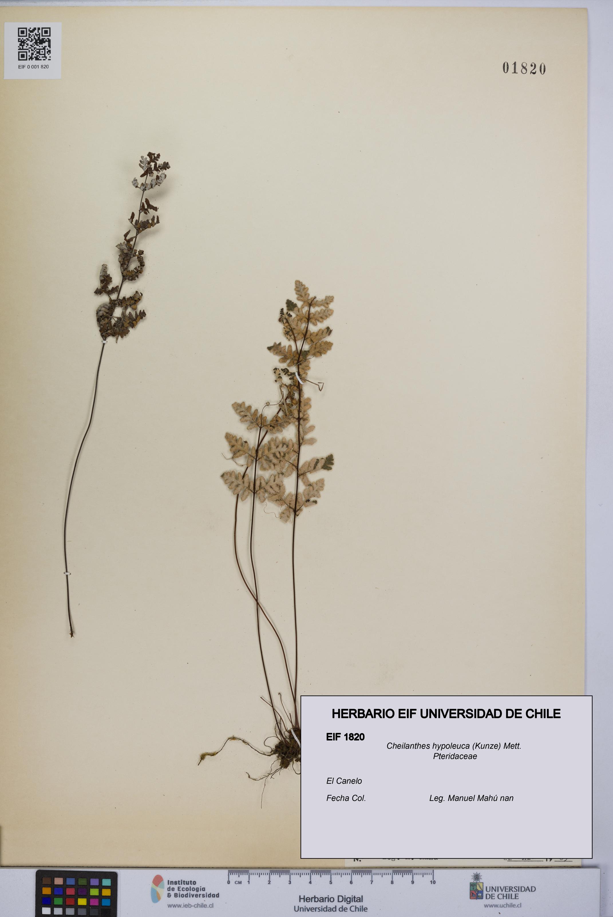 Cheilanthes hypoleuca [Espécimen: UCH:EIF:0001820]