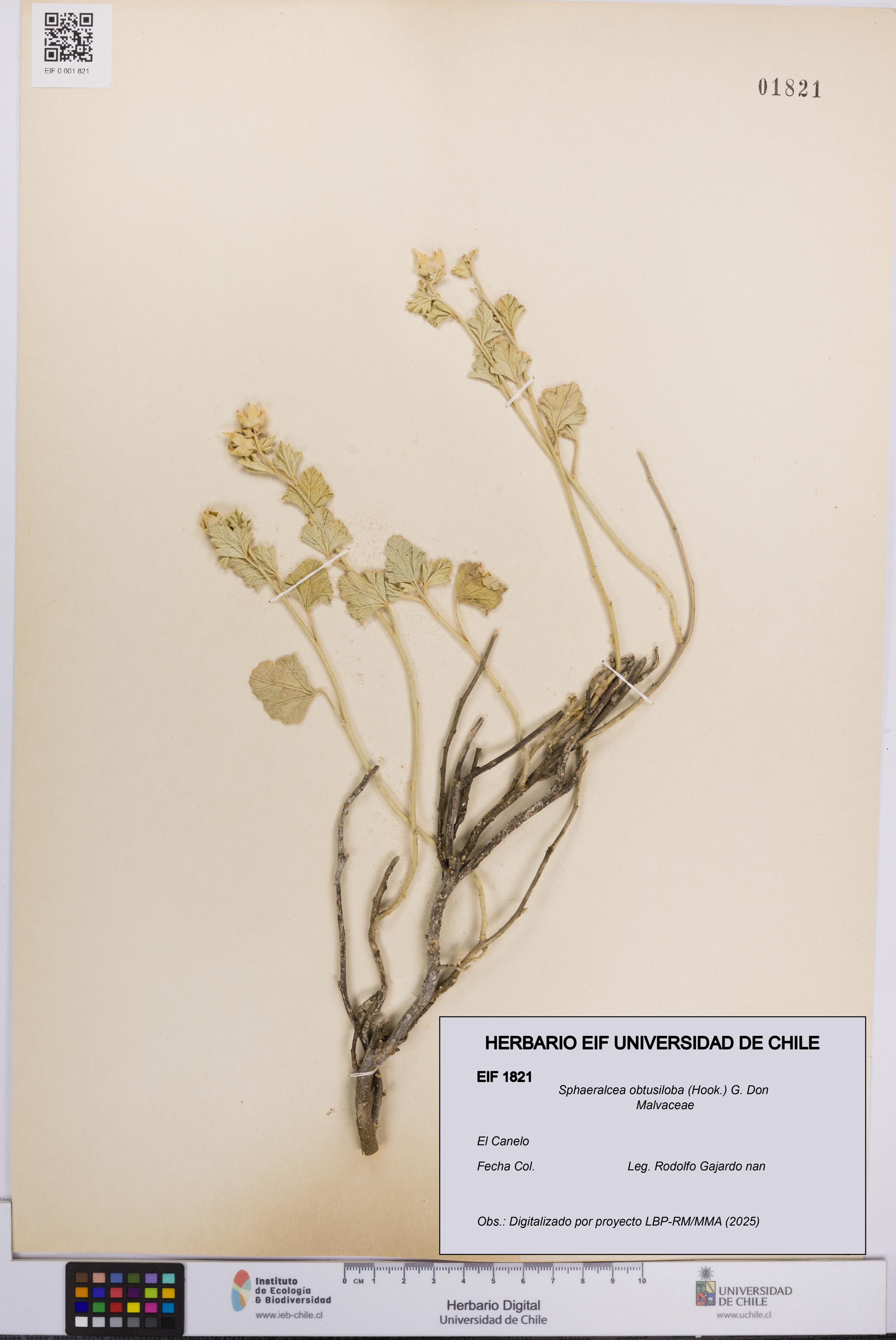 Sphaeralcea obtusiloba [Espécimen: UCH:EIF:0001821]