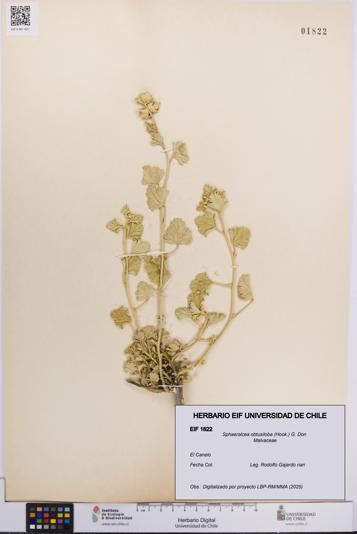 Sphaeralcea obtusiloba [Espécimen: UCH:EIF:0001822]