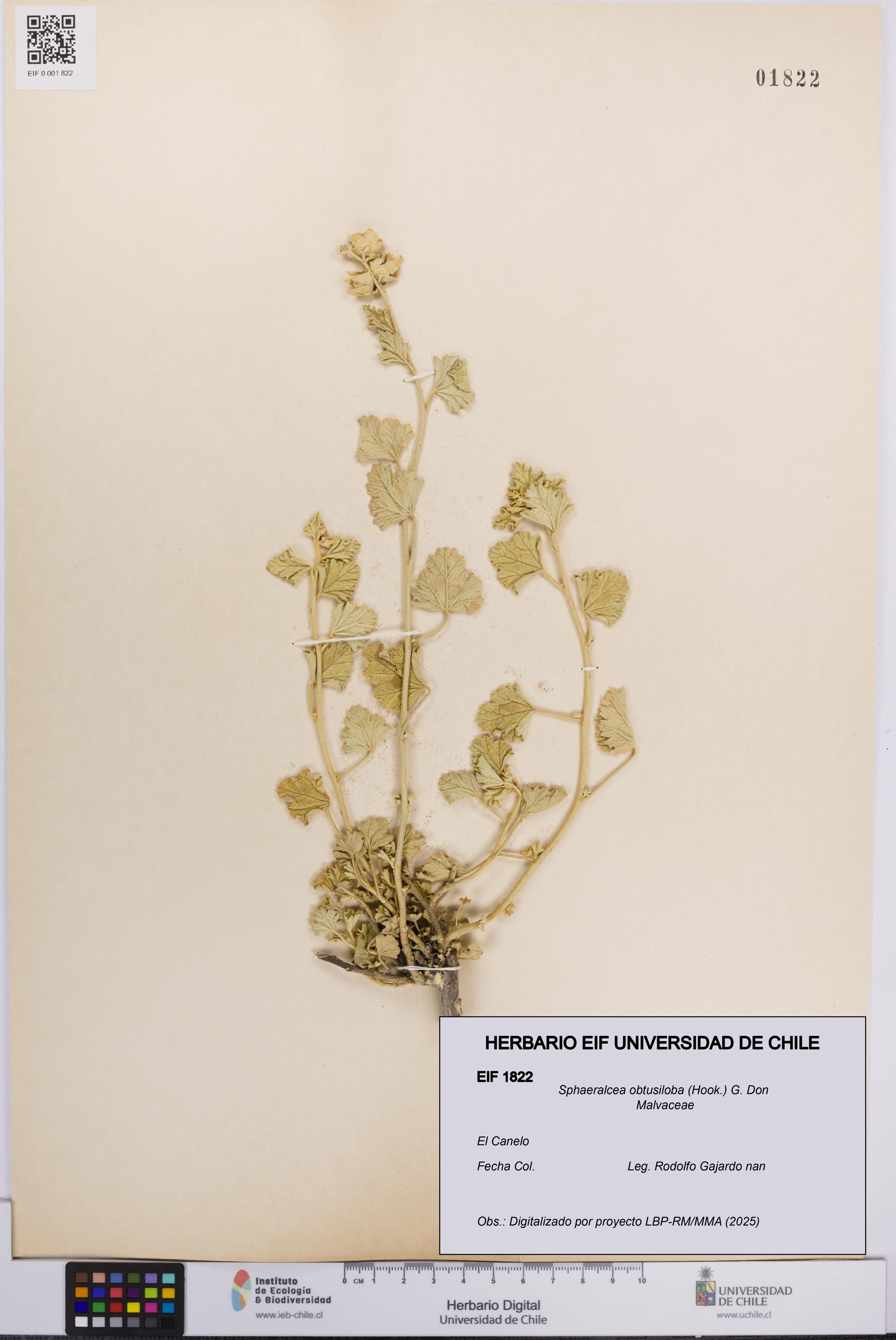 Sphaeralcea obtusiloba [Espécimen: UCH:EIF:0001822]