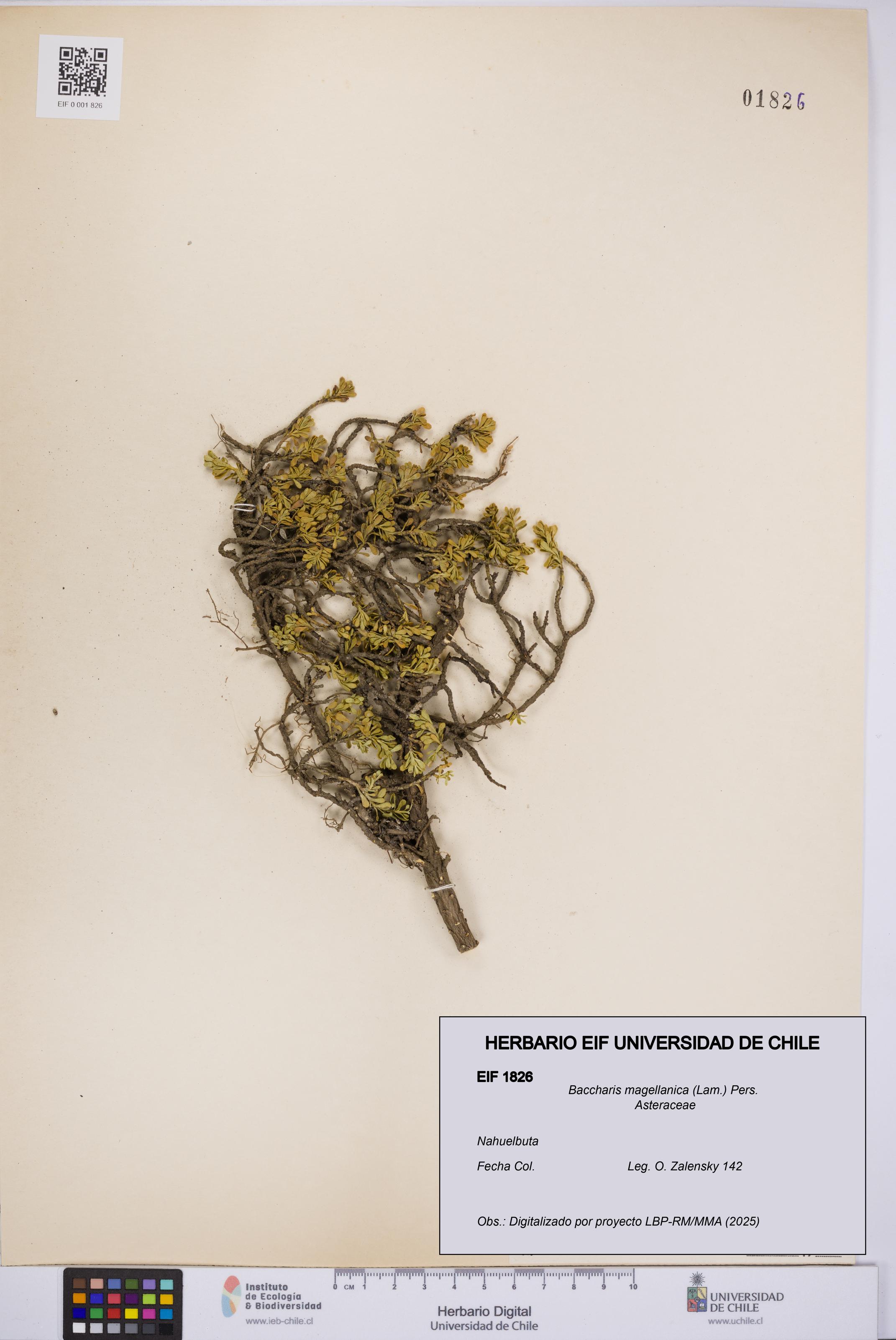 Baccharis magellanica [Espécimen: UCH:EIF:0001826]