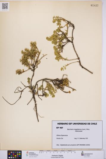 Baccharis magellanica [Espécimen: UCH:EIF:0001827]