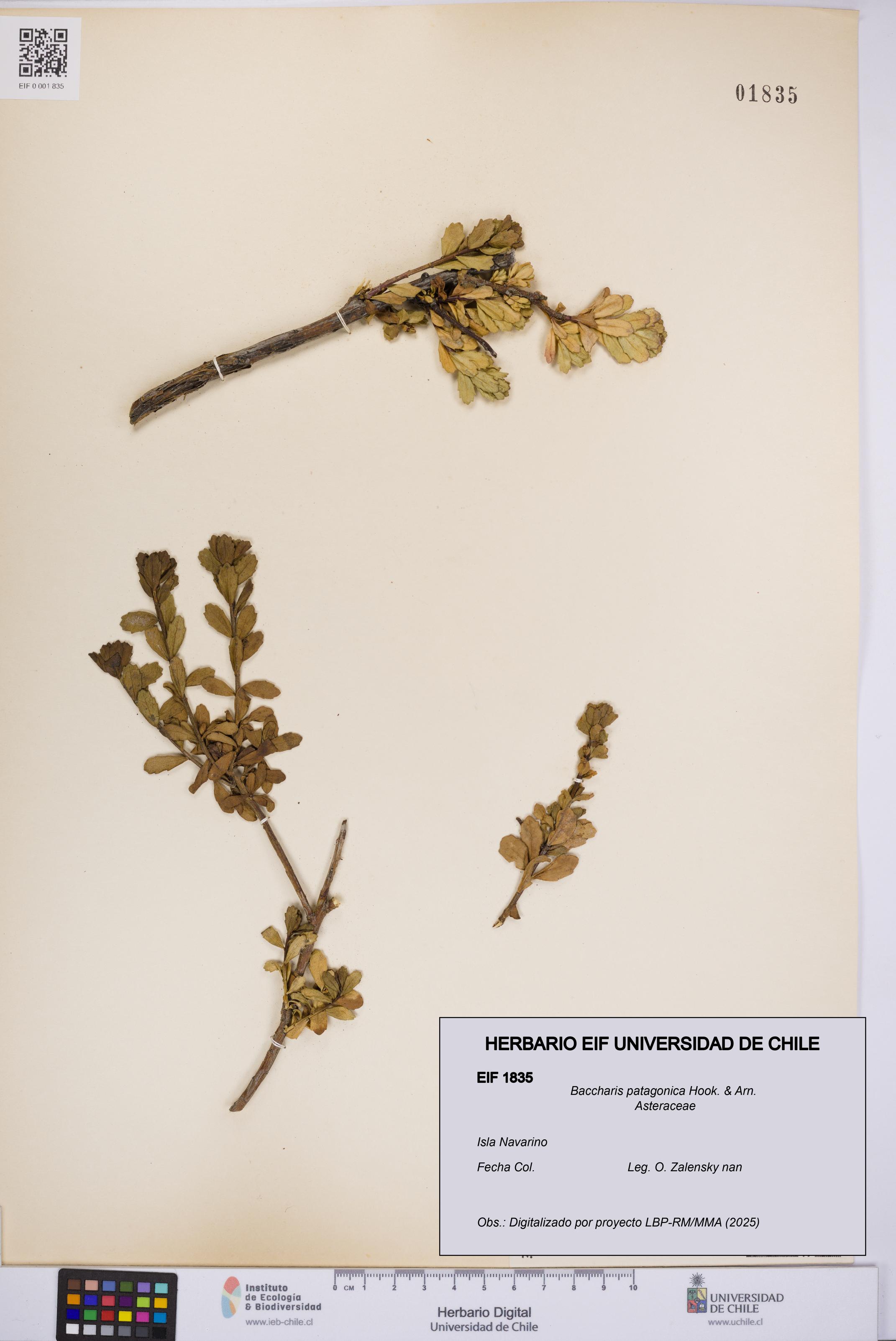 Baccharis patagonica [Espécimen: UCH:EIF:0001835]