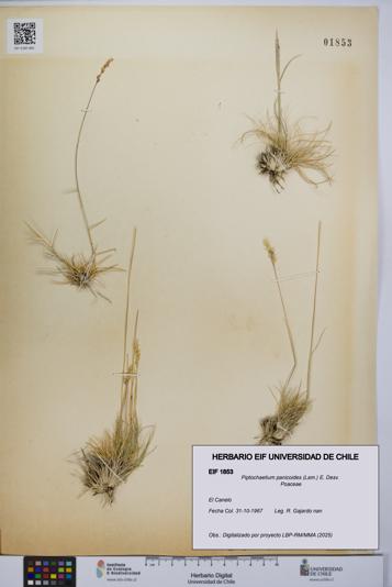 Piptochaetium panicoides [Espécimen: UCH:EIF:0001853]