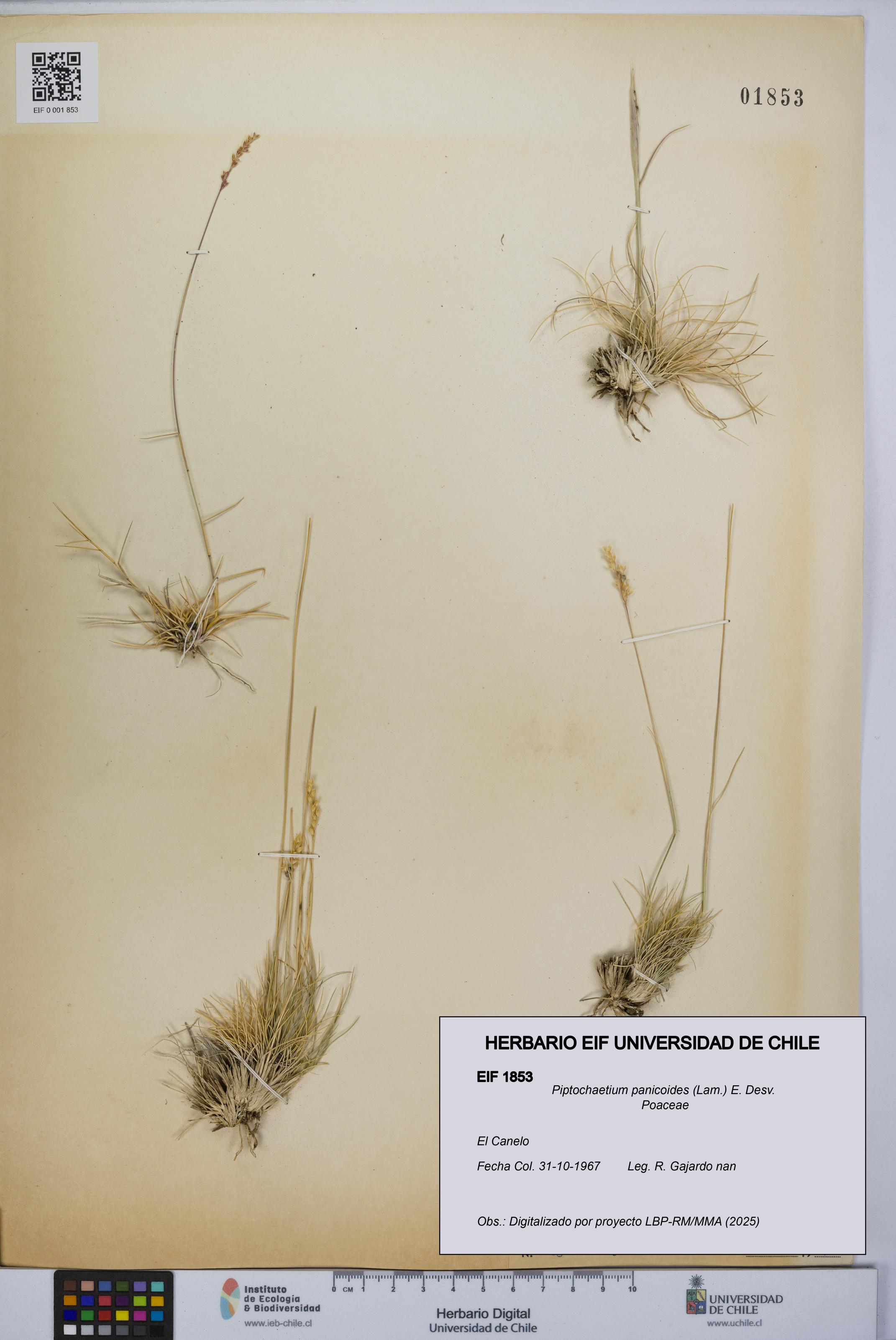 Piptochaetium panicoides [Espécimen: UCH:EIF:0001853]