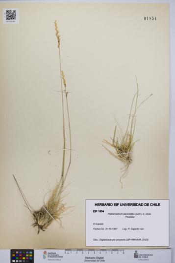Piptochaetium panicoides [Espécimen: UCH:EIF:0001854]