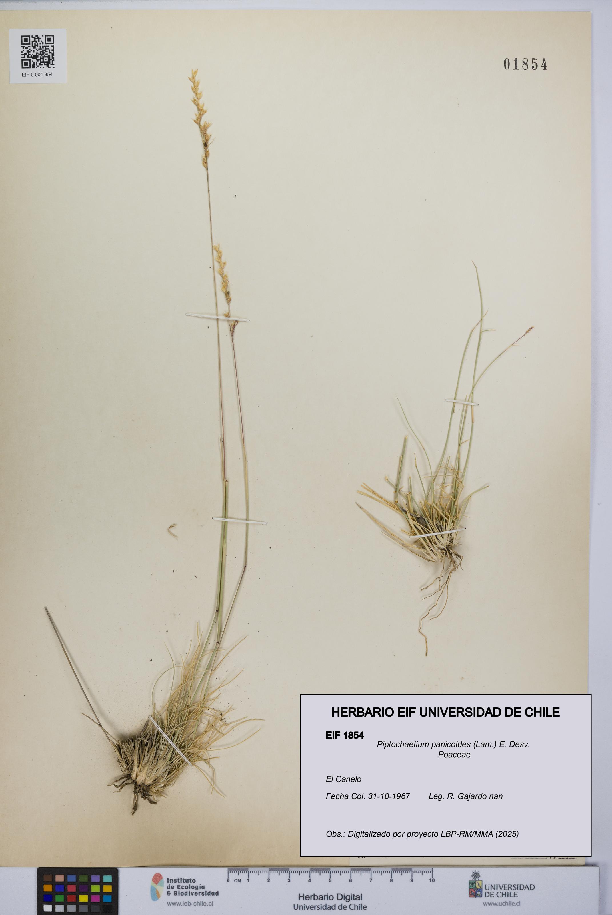Piptochaetium panicoides [Espécimen: UCH:EIF:0001854]
