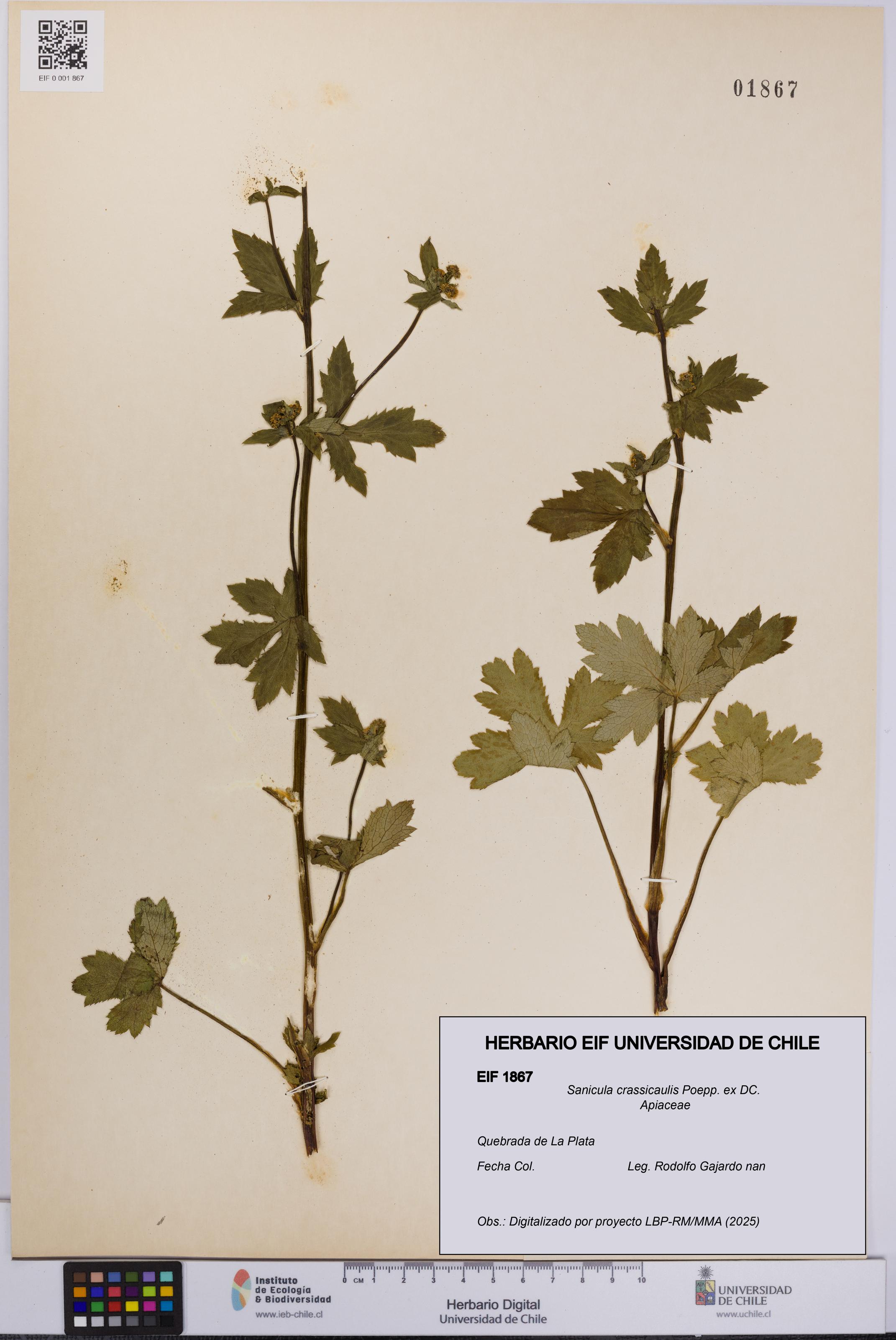 Sanicula crassicaulis [Espécimen: UCH:EIF:0001867]